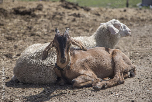 Domestic sheep and goat animal on small farm