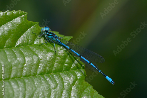 Common Blue Damselfly ('Enallagma cyathigerum') 