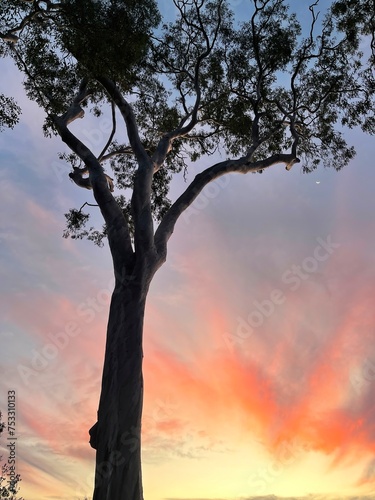 Gum trees  Noosa National Park  Queensland  Australia