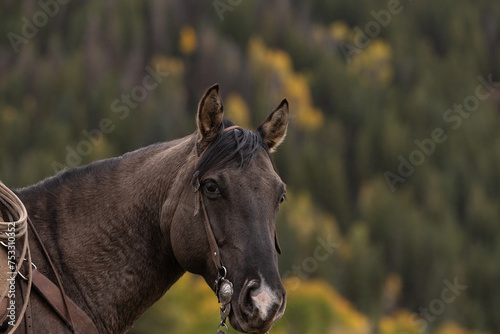 Grulla Horse portrait headshot with western bridle with trees