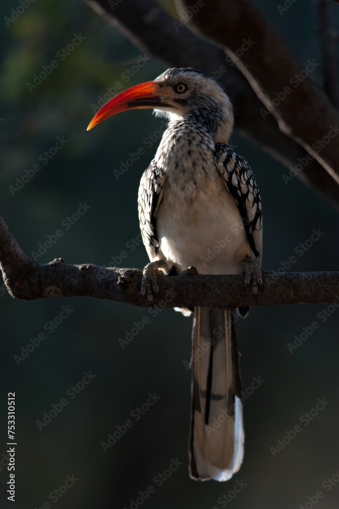 Southern red-billed hornbill sitting on a tree branch Southern red-billed hornbill sitting on a tree branch