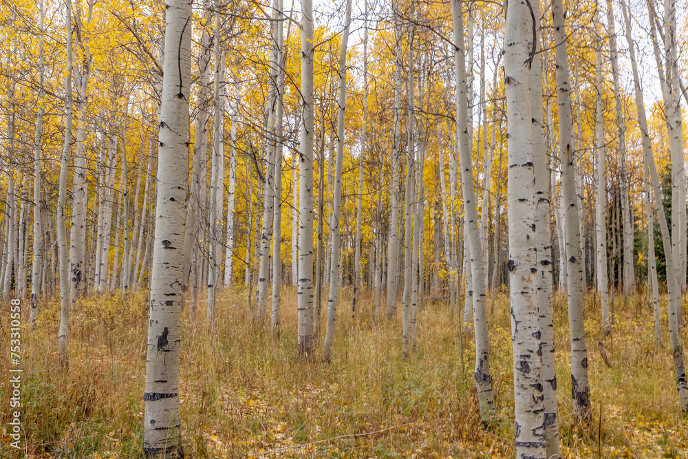 Aspen Tree Grove in Colorado Populus tremuloides pando autumn fall Aspen Tree Grove in Colorado Populus tremuloides pando autumn fall