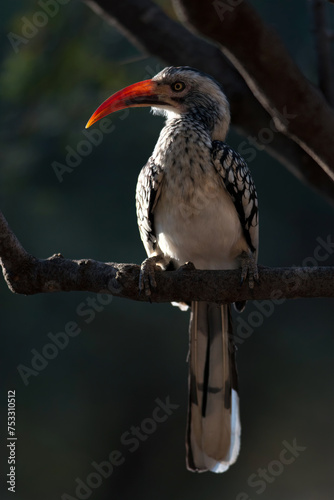 Southern red-billed hornbill sitting on a tree branch