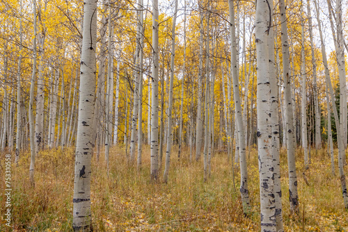 Foto Aspen Tree Grove in Colorado Populus tremuloides pando autumn fall