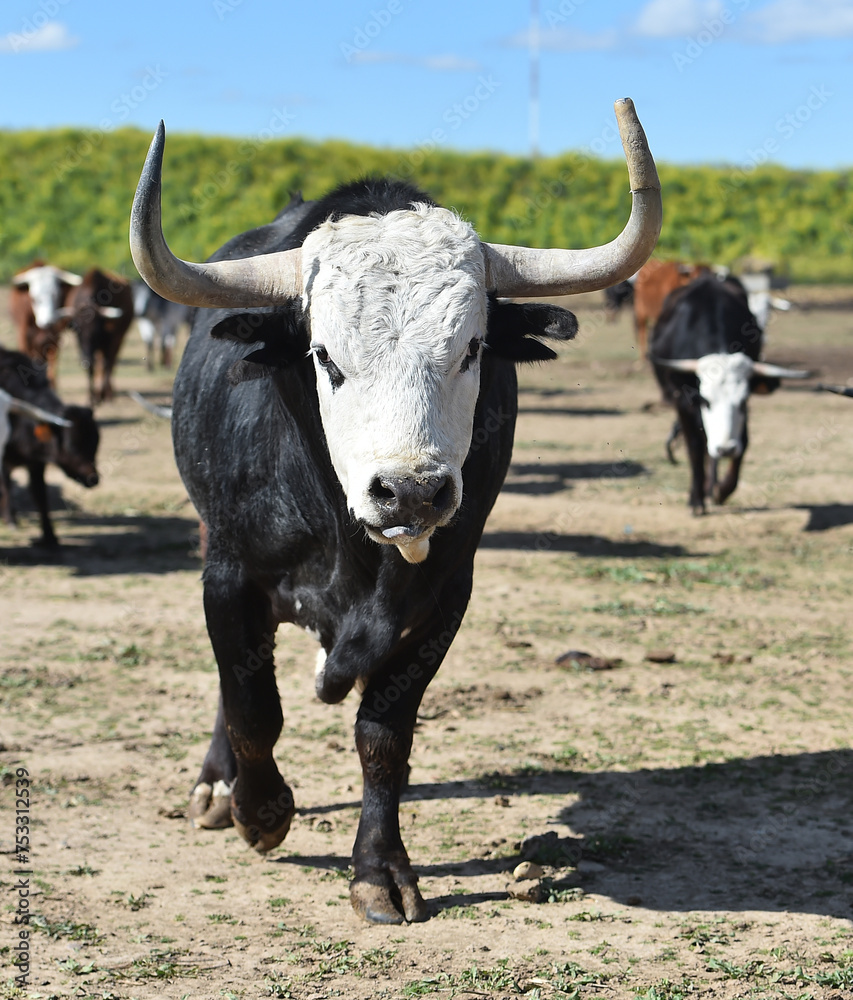un toro bravo español con grandes cuernos un toro bravo español con grandes cuernos