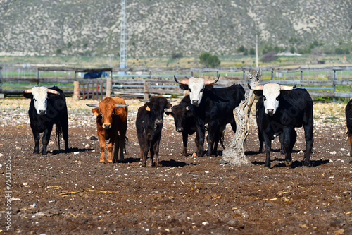 unos toros en una ganaderia en el campo español