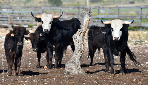 unos toros en una ganaderia en el campo español