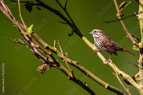 Song Sparrow (Melospiza melodia) in Golden Gate Park, San Francisco photo