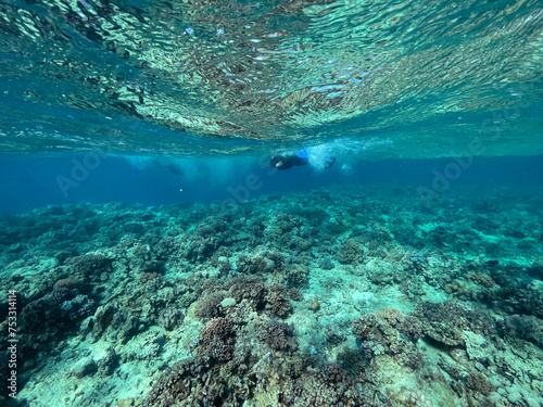 Fototapeta Naklejka Na Ścianę i Meble -  Snorkling, Great Barrier Reef, Queensland, Australia