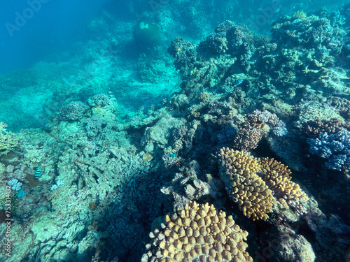 Snorkling, Great Barrier Reef, Queensland, Australia