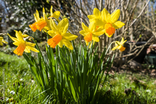 Narzissen (Narcissus pseudonarcissus) im Garten