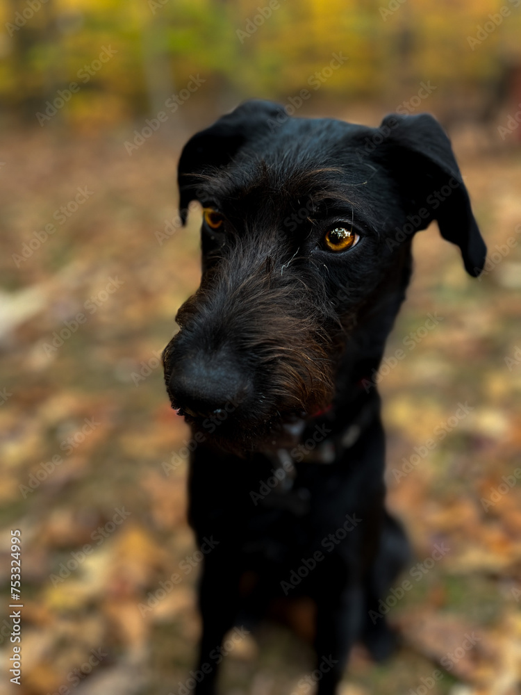 Puppy eyes Puppy eyes