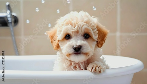 Cute Maltipoo puppy in bathtub with foam and soap bubbles. pets grooming and cleaning concept created with generative ai