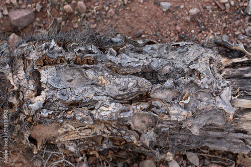 Remains of dead Saguaro cactus © Steve Lovegrove