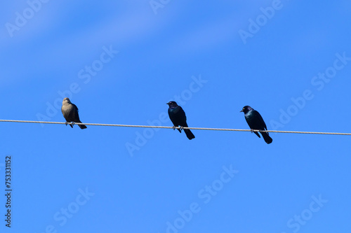 Brewer's Blackbirds perch on a Wire near Big Bend National Park, in Southwest Texas. © James W. Thompson