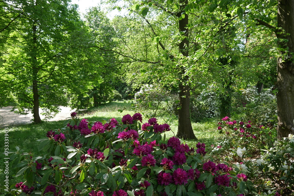Rhododendron im Kromlauer Park Rhododendron im Kromlauer Park