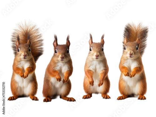 Set of squirrel isolated on transparent background, transparency image, removed background