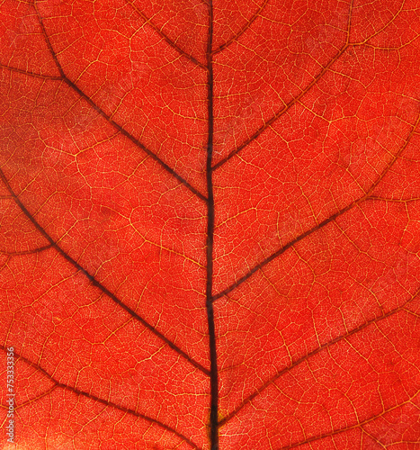 A macro surface of fall red leaf pattern