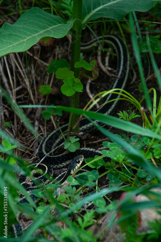A Garden Snake slithering in the grass during summer