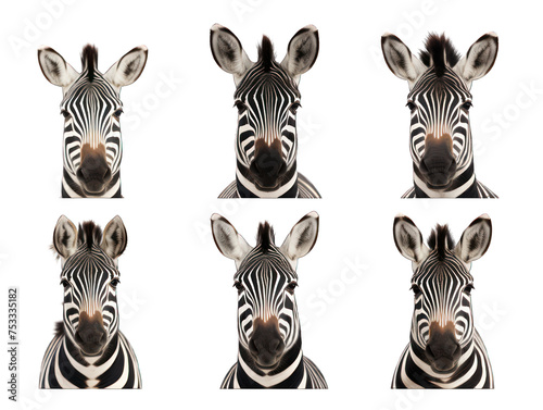 Set of zebra isolated on transparent background  transparency image  removed background