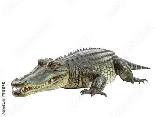 crocodile isolated on transparent background  transparency image  removed background