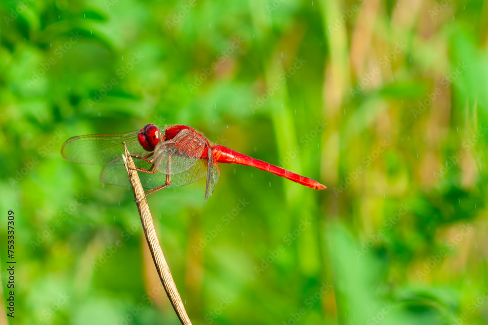 A red-veined darter or nomad dragonfly is perched on a branch A red-veined darter or nomad dragonfly is perched on a branch