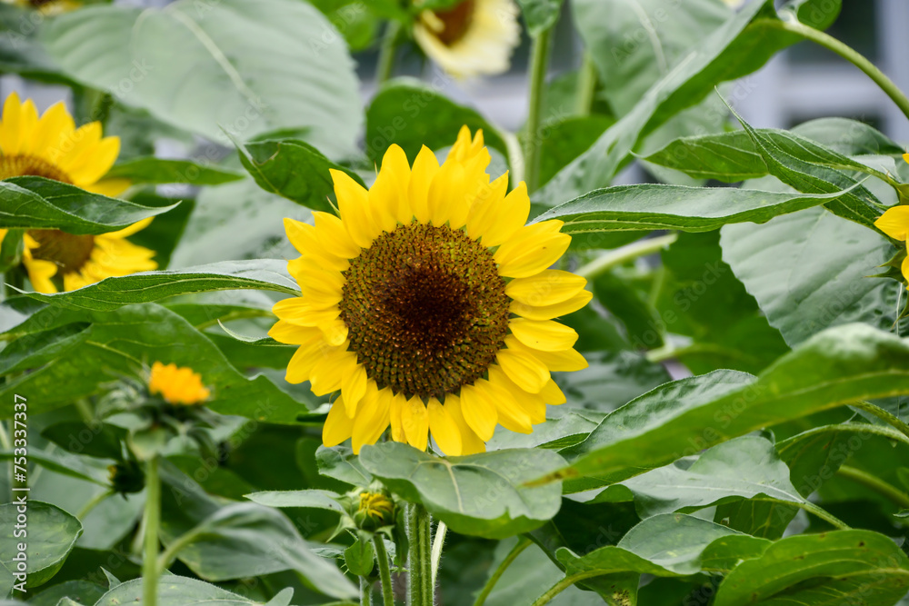 Obraz premium ひまわり