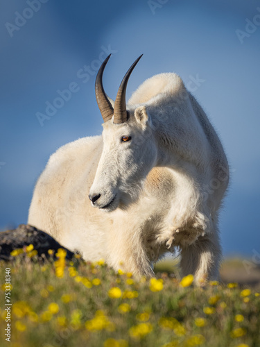 rocky mountain billy goat