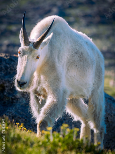 rocky mountain billy goat