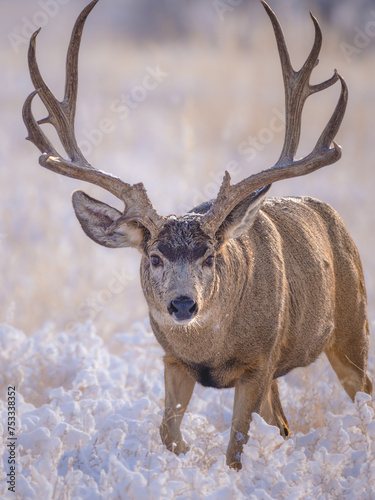 mule deer buck in the snow