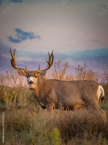 mule deer buck in the prairie