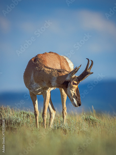 pronghorn antelope buck