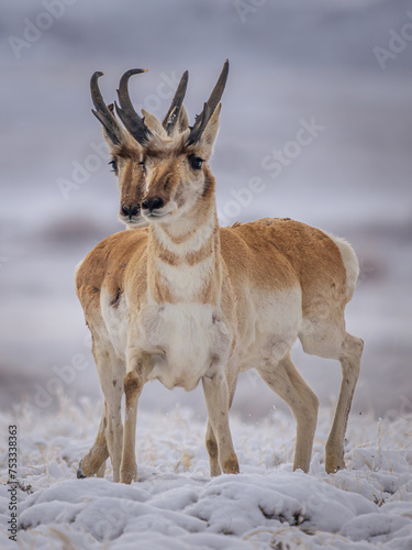 pronghorn antelope bucks in the snow