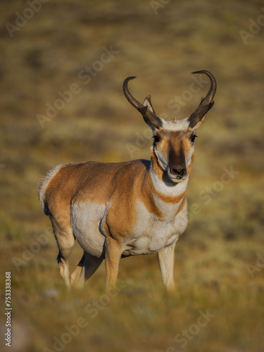 pronghorn antelope buck
