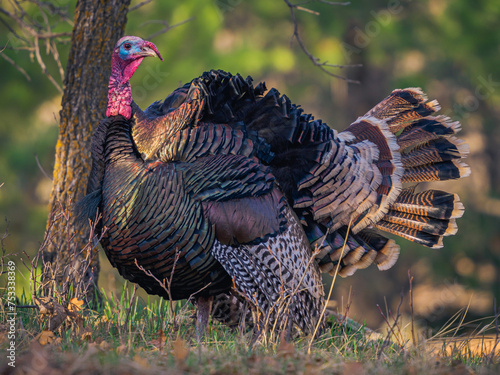 tom turkey strutting