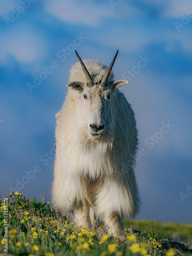 rocky mountain billy goat