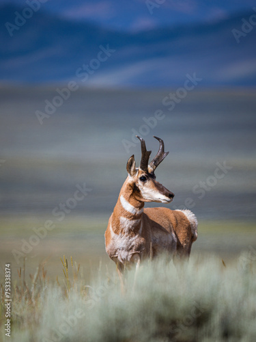 pronghorn antelope buck