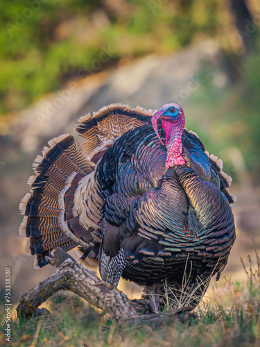 tom turkey strutting portrait