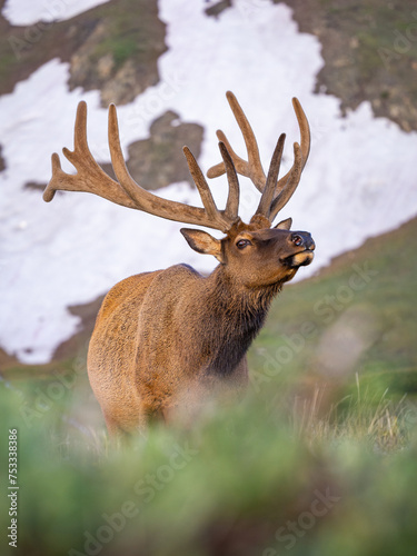 bull elk in the alpine