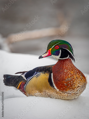 wood duck in the snow
