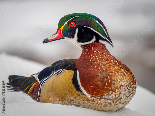 wood duck in the snow