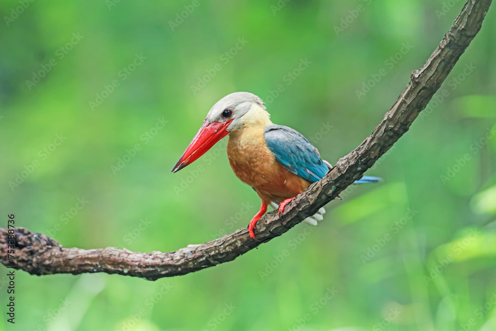 The Stork-billed Kingfisher on a branch in nature The Stork-billed Kingfisher on a branch in nature