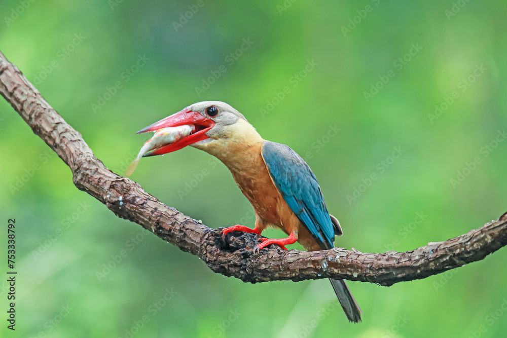 Obraz premium The Stork-billed Kingfisher on a branch in nature