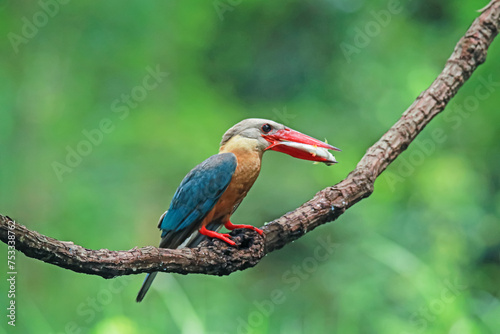 The Stork-billed Kingfisher on a branch in nature © Sarin