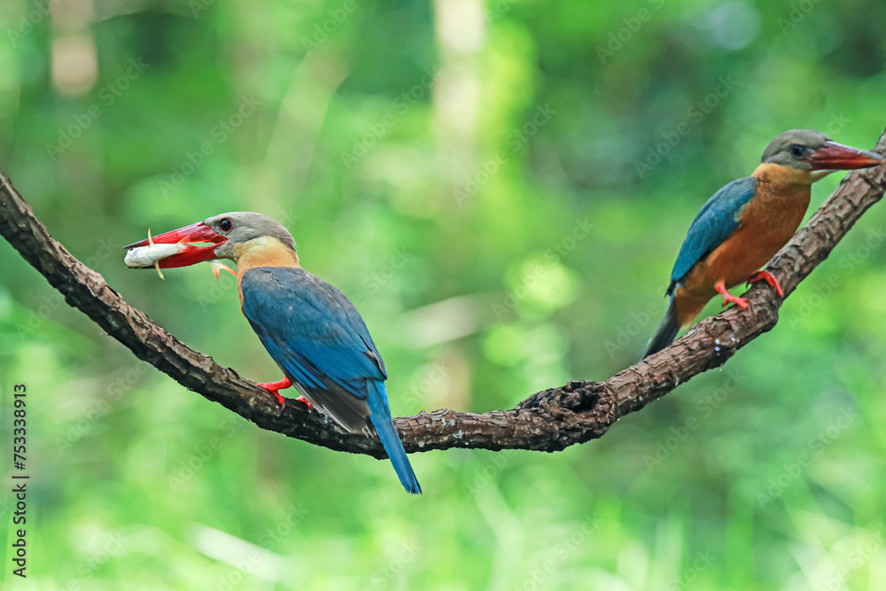 Obraz premium The Stork-billed Kingfisher on a branch in nature