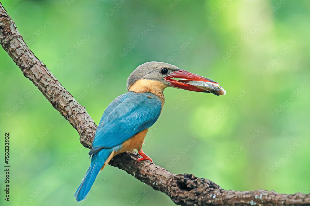 Fototapeta premium The Stork-billed Kingfisher on a branch in nature