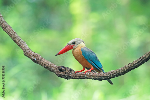 The Stork-billed Kingfisher on a branch in nature