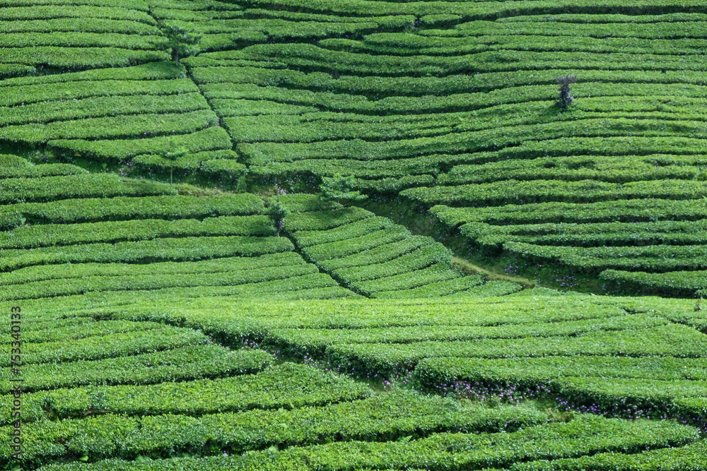 Pattern of Grean Tea Plantation
