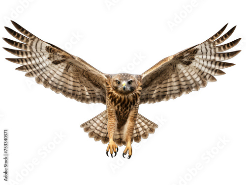 falcon isolated on transparent background, transparency image, removed background