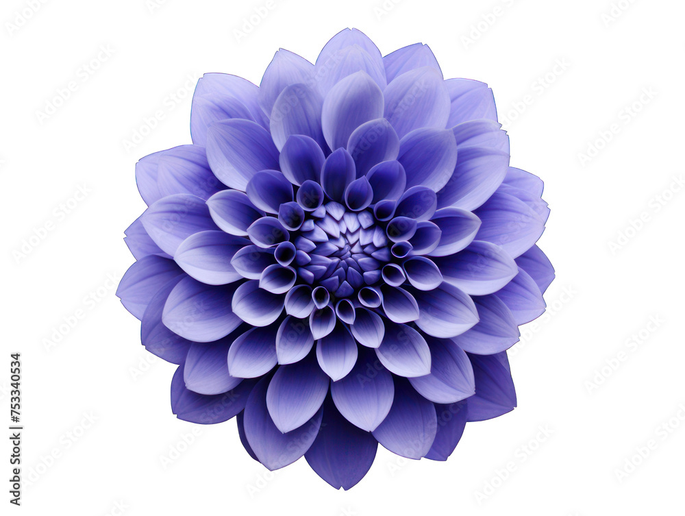 indigo blue flower isolated on transparent background, transparency image, removed background